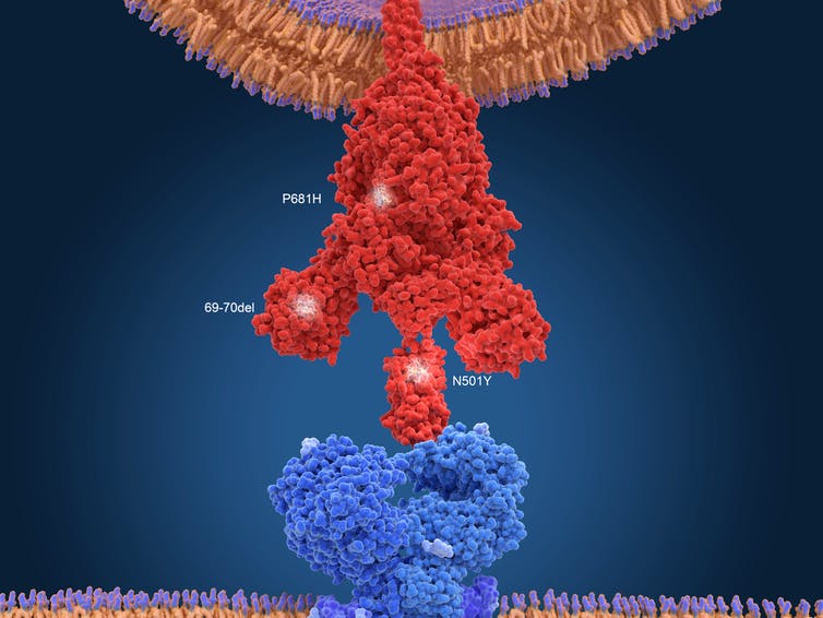 A close up drawing of a large tower-like structure attaching to a small receptor on a cell.