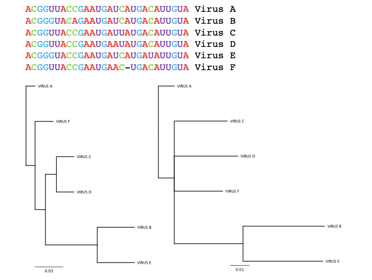 Example of two different phylogenetic trees constructed for the same genetic sequences