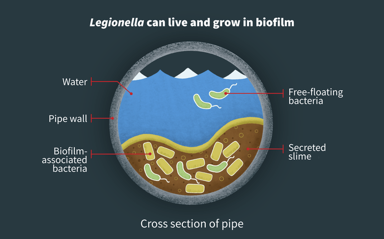 A biofilm cross-section of Legionella in a water pipe.