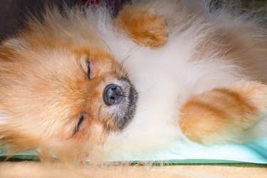 cute pomeranian dog sleeping on a cooling mat