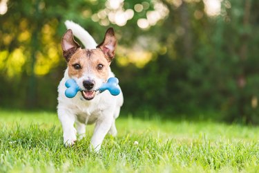 Happy and cheerful dog playing fetch with toy bone