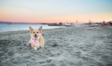 Dog wearing bandana at beach