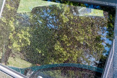 Pollen on window