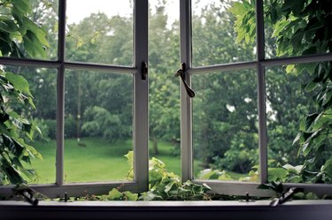 Vines around an open window