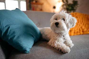 Maltese dog relaxing on sofa