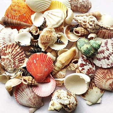 Sea Shells DIY Kit