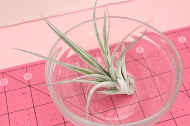 air plant in bowl