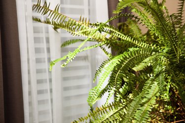 Boston fern sitting near window