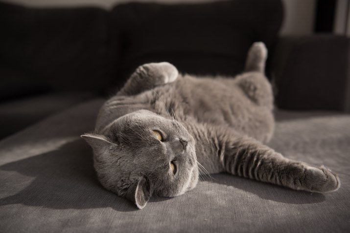 Lazy British Shorthair Cat lying comfortably on grey couch