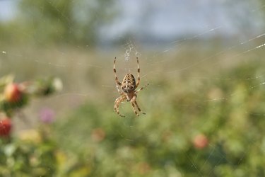 Spider on web