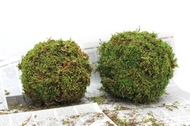 moss balls