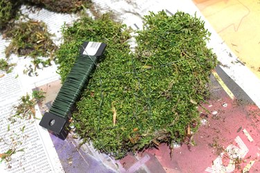 moss ears