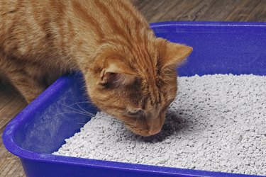ginger cat going into a blue cat litter box