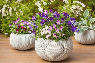 beautiful pansy summer flowers in flowerpots in garden