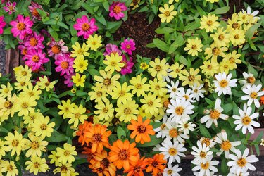 High Angle View Of Flowering Plants