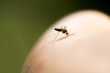 Mosquito biting in the arm is a cause of malaria.