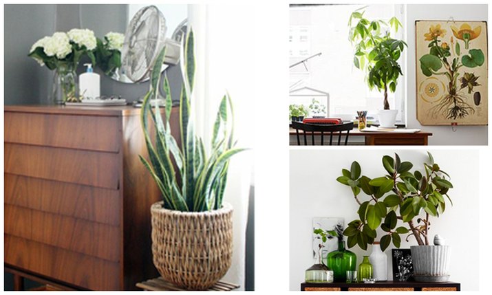 5 Houseplants That Are Easy to Keep Alive