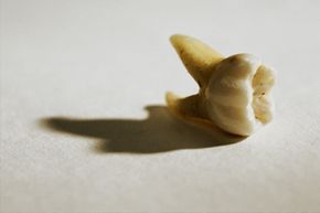 Teeth in a vagina? Unlikely, but it might be possible in a way you don't expect.
