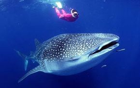 The whale shark, the world's largest fish, is pretty harmless.