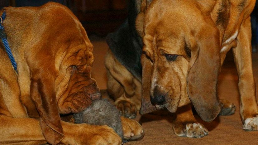 scent hounds, ears