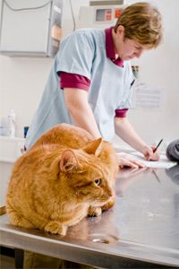 Before pets see the world, they'll need to see a vet.