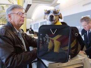 Dick the Dog prepares to fly to St. Petersburg Florida with his owner. Check out these pet pictures.