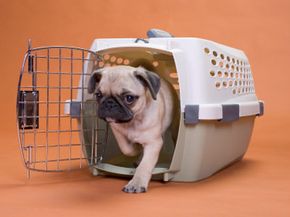 Dogs with short snouts -- like pugs -- can have trouble breathing in cargo holds if the temperature is too high.