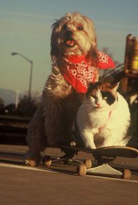 Mutley and Hawkeye set out to surf the asphalt waves of Redding, Calif.