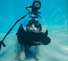 From the Scuba Cat photo essay: &quot;World, Just Leave Me Alone.&quot;