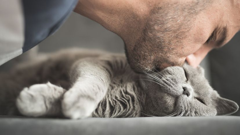 Gray Cat Being Kissed by Male Owner