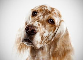 English Setter
Bred to cover a lot of area when hunting, the English setter is a lively dog that loves to hunt and run. This is especially true of dogs from field lines. See more in our Dogs image gallery!

