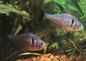 Black Phantom Tetra -- Megalamphodus melanopterus See more Aquarium Fish Image Gallery.