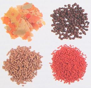 There are several different options for properly feeding your aquarium fish.