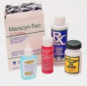 Preventing disease from your aquarium fish is easier than curing it.