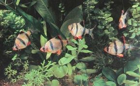 The presence of plant life and fish overcrowding are two big factors in aquarium water quality.