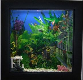The numbers and sizes of fish that can be kept are affected by both the tank size and tank dimensions.