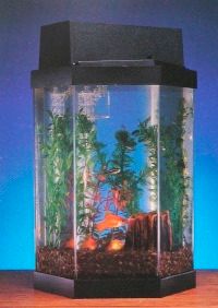 Hexagonal aquariums such as this one can make very attractive displays.