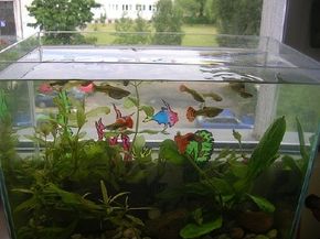 Technical know-how increases your chance of a successful aquarium. See more aquarium fish pictures.