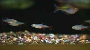 Bloodfin Tetra -- aphyocharax anisitsi See more Aquarium Fish Image Gallery.