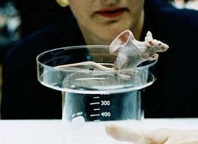 A mouse with an ear growing on its back: an example of bioengineering.