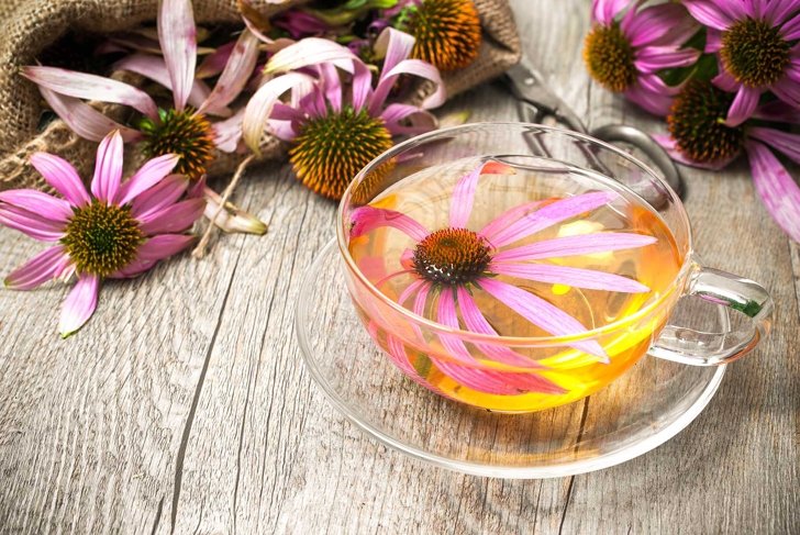 Echinacea purpurea. Cup of herbal echinacea tea on rustic wooden table