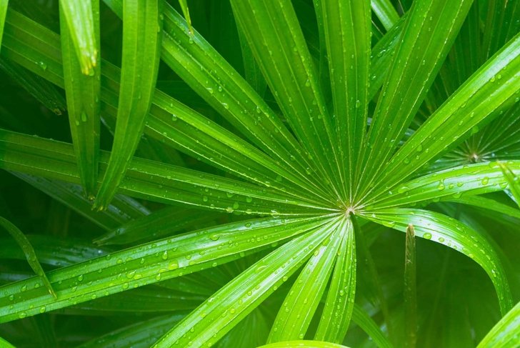 green leave of saw palmetto with water drop on it.