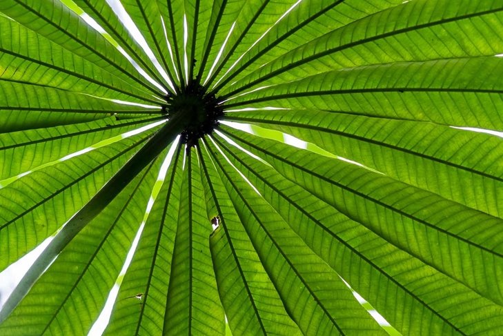 Seeking shade under green leaves. Saw palmetto shot from below