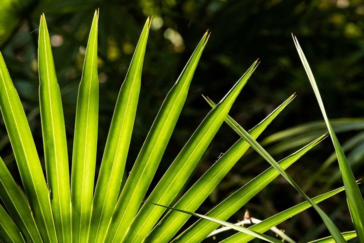 Saw Palmetto Fronds Close Up