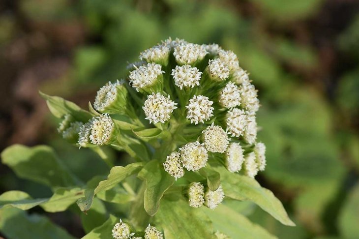 Butterbur shoot is a bittersweet wild vegetable grown in spring.