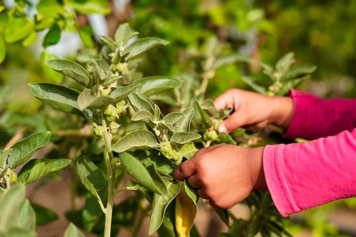 Ashwagandha green plants growing in garden. Withania somnifera Leaves. Indian ginseng, poison gooseberry, or winter cherry. Most powerful Medicinal herbs for healthcare.