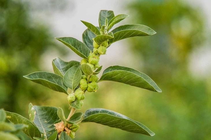 Immunity booster plant, Withania somnifera, known commonly as ashwagandha Its roots and orange-red fruit have been used for hundreds of years for medicinal purposes